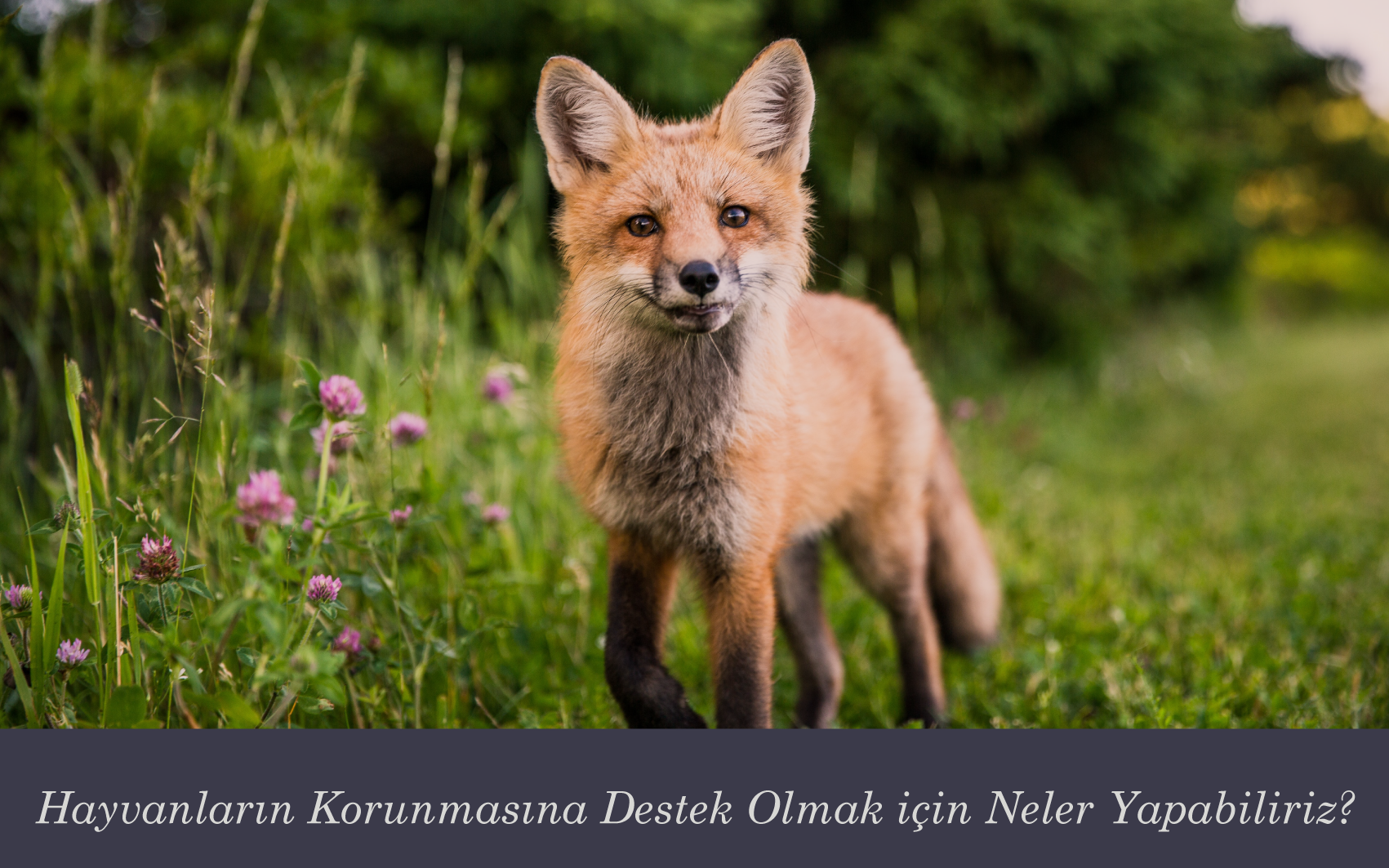 Bir Gün Değil Her Gün: Dünya Hayvanları Koruma Günü