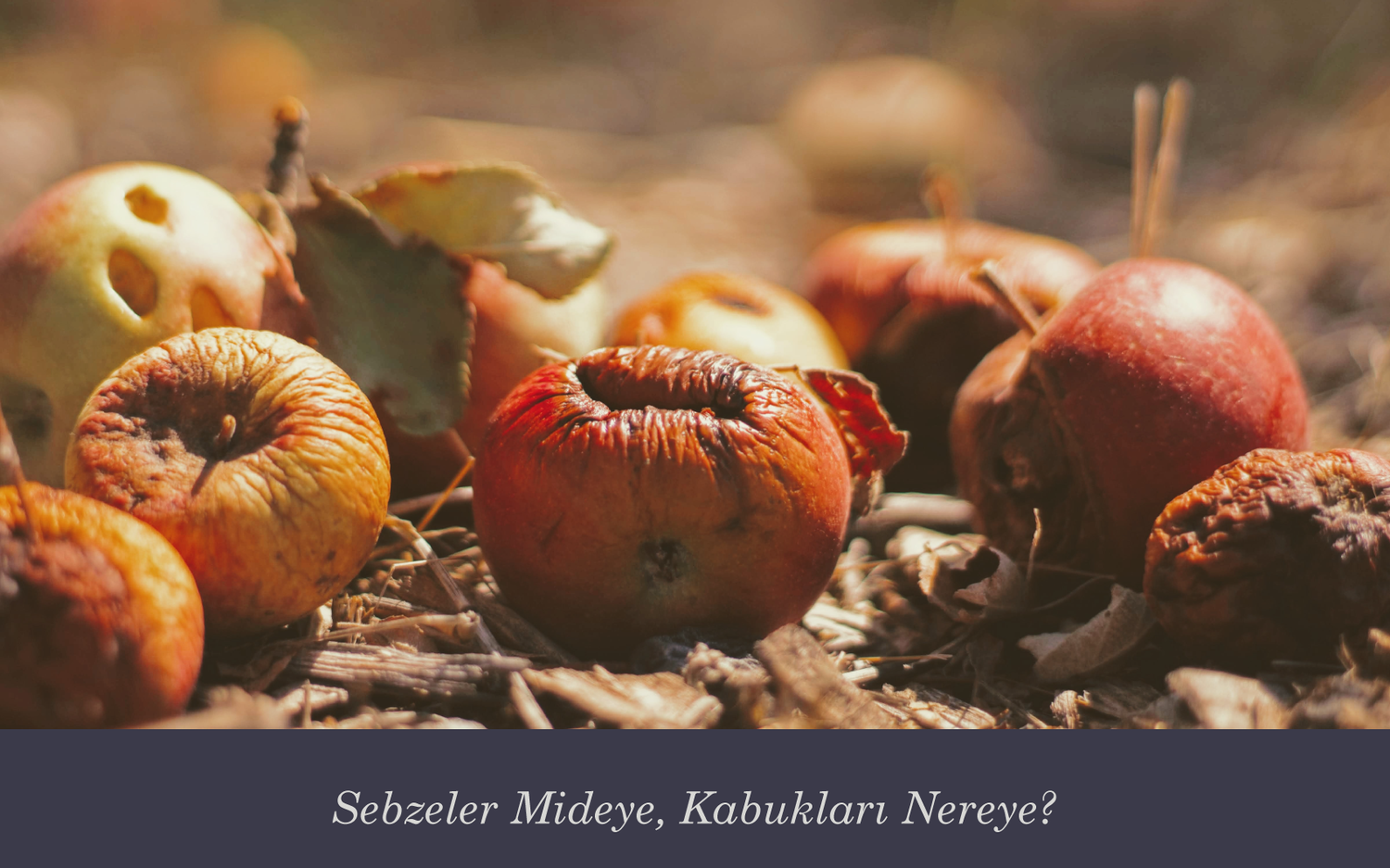 Kompost: Sizin Gıda Atıklarınız Toprağın Besini